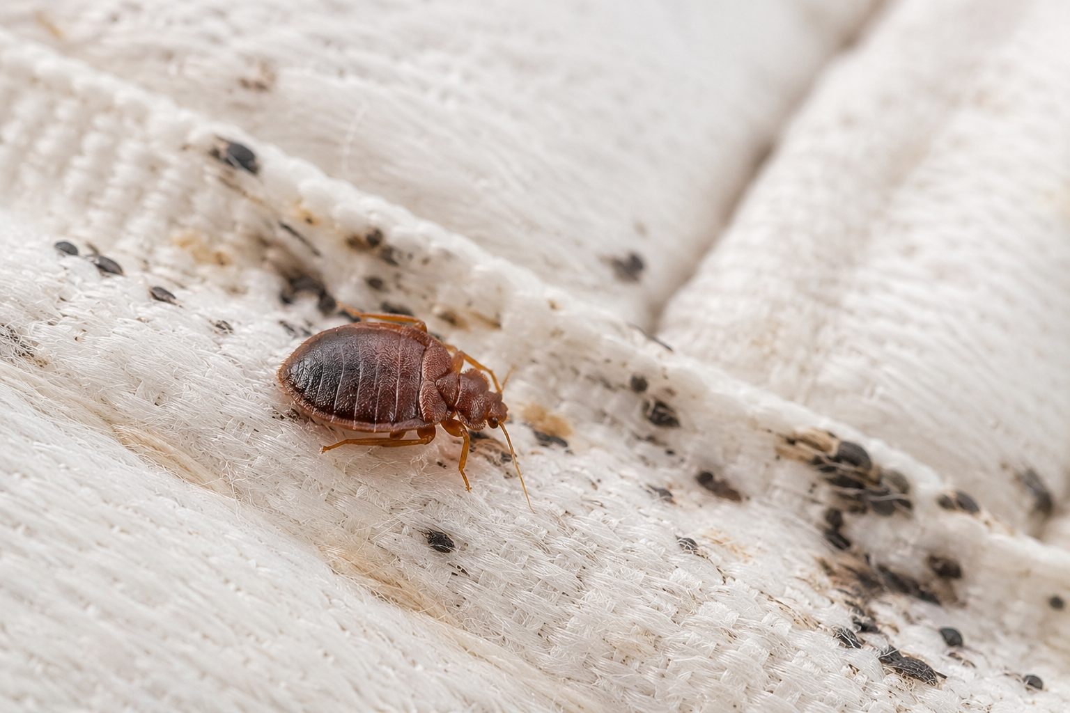 Bed Bugs Treatment